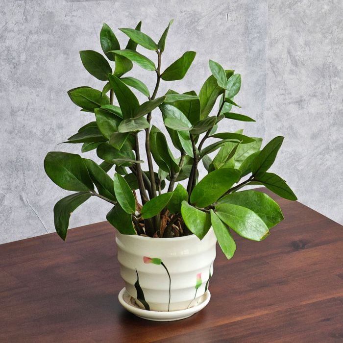 Bàn trà chữ nhật 100x50cm gỗ tràm chân sắt TT048